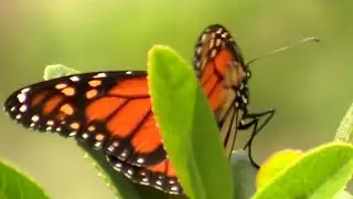 Monarch butterfly declared endangered species