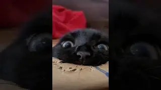 #namebusted #fypシ #black #kitty #pussycat #funnyvideo #blackcat #animallover #shorts #play