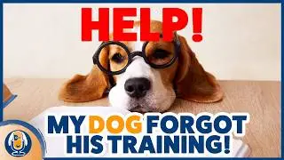 Not Seeing Results In Dog Training? Why Layers Of Learning Lead To Real World Success #307 #podcast