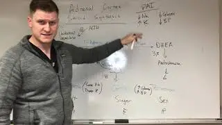 Easy Adrenal Cortex Steroid Synthesis Pathway Mnemonic and Primary Adrenal Insufficiency
