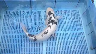 Bekko Koi for Sale - Mitchkoi
