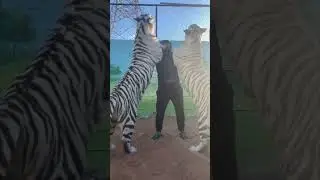 UAE Lion king with white tiger , ras al khaima zoo