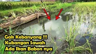 Mancing Ikan Di Kubangan Sawah Yang Terkenak Banjir