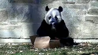 Cutie Panda Bao Li Enjoying A Fruitsicle 大熊猫宝力吃水果冰 251226