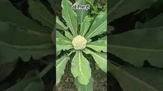 खेतीबाड़ी #farming #shorts #short #shortvideo #viral #viralvideo #viralshorts #motivation #youtube