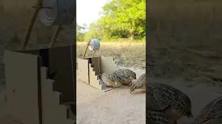 Create Best Traps - Quail trap #creative Bird Trap #short #animal #quail