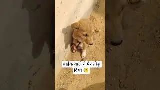 गौ सेवक भिवानी #shorts #trending #youtubeshorts #shortvideo #youtube #trendingshorts  #animals #cow