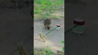 Creative DIY techniques for building quail trap #shortvideo #ytshorts #birds