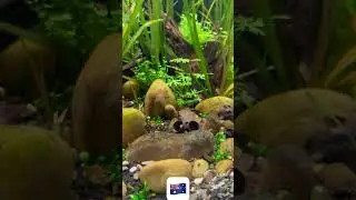 Down Under Aquarium #aquarium #aquaristik