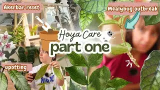 Hoya Care Part One 👩🏻&zwj;🌾🌿 Repotting, Restarting & Pest Treating