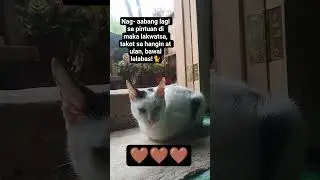 pon&sup2; kawawa gustong gumala. 🐈😺 #cat #youtubeshorts #highlights #youtubeviewers #youtubechannel