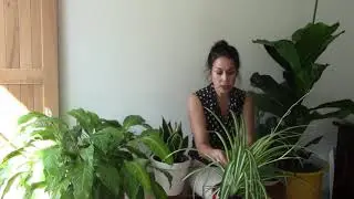 Chlorophytum: Comment faire l'Entretien et l'arrosage: Plantes vertes d'int&eacute;rieur