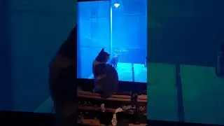 Kočka a Stray #kiss #catshorts #funnycats #funnyshorts #ps5gameplay #catlovers #kočky #cute