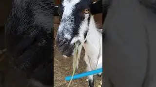 goat 'gimme more chewy cable'🐐#naturedaily #nature #naturelovers #animal #fluffyfriends #goat #cute