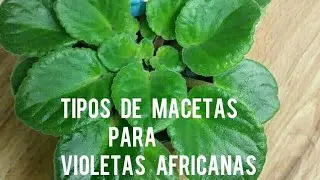 Violetas Africanas, tipos de macetas para cultivo exitoso!