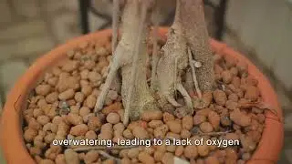 Diagnosing Common Pests & Plant Diseases