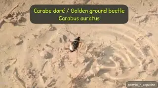 Le carabe dor&eacute; / golden ground beetle (Carabus auratus)
