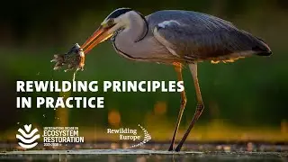 Rewilding Principles in Practice | Part of the UN Decade on Ecosystem Restoration launch programme