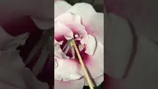Глоксиния: цветение и перекрестное опыление 🌷