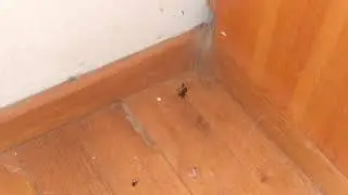 Spider catches fly and drags it into its burrow