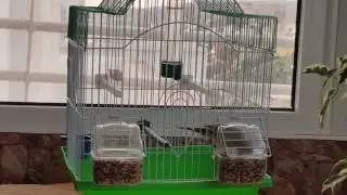 تغريد طائر الكناري temprado