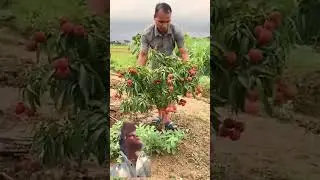 #fruit #fruitcutting #strawberry #farming #food #farmingtech #ekmotahathighumechala #nature #funny