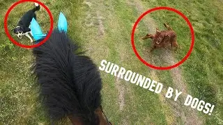 SURROUNDED BY A PACK OF DOGS! | GOPRO HACK | THATOLLIEPONY