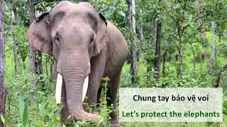 Elephant experience tour in Vietnam - Tour trải nghiệm c&ugrave;ng voi tại VQG Yok Don