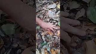 EASY Way to Mulch Your Garden - Nature's Secret Revealed