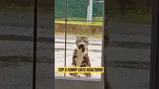 🤣 Wait for This Cat&rsquo;s Epic Fail #catshorts #cutecats #funnycats #funnyanimals #viralcats