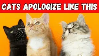 Discover How Cats Apologize:  3 Signs You Don't Notice!