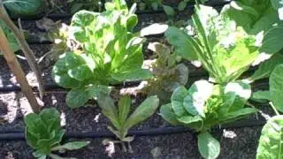 What I am Growing in 1/10th of an acre in my suburban homestead garden