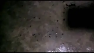 Lanjutan lantai dasar kotoran walet dewasa di rbw bang samasir sulsel gwm..
