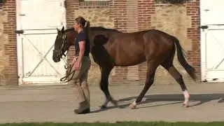 2024 v.2 Yearling Sale - Lot 364 f. N (HOLY ROMAN EMPEROR x BENGALI)