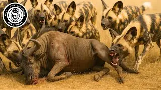 Afrikanischer Wildhund &ndash; Die Kunst des Rudeljagens in der Wildnis #Tierwelt | Wild life Deutsch
