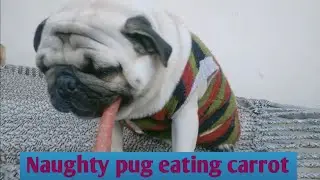 Pug love to eat carrot || Dog food ||