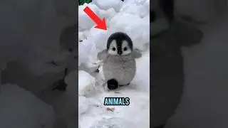 TOP 5 ANIMALS THAT LOOK CUTE BUT CAN KILL YOU! 😱