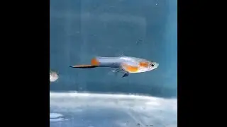 French Blue Star Endler Males