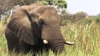 okavango delta epic safari