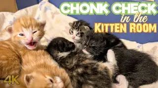 CHONK CHECK: Weighing 2 Week Old Foster Kittens