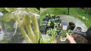 The July Garden - Tips for growing robust replacement plants