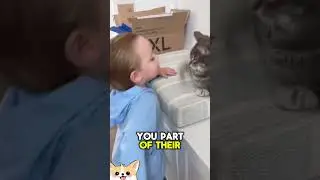 Why Your Cat Shares Their Food with You A Rare Honor 🍗