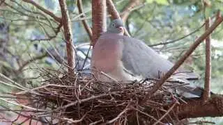 Die Ringeltaube mit Nachwuchs im Nest - Natur in Berlin