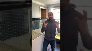 Четыре главные причины завести осьминога в качестве домашнего животного!!!