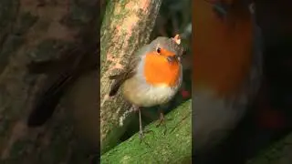 robin bird redbreast wildlife #quran #Mutaffifeen