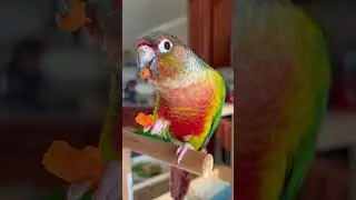 Cute conure parrot eating his carrot slices | Veggies 🥕