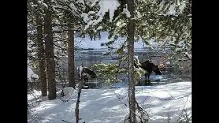 Snow Trails with Elroy  real snowmobile adventures through West Yellowstone, Montana and Island Park
