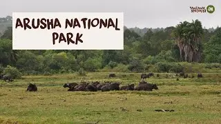 Udforsk Arusha National Park med Tanzania Specialist