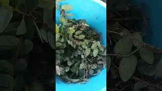 creeping fig from cutings propagation direct planting at seedling bags#shortvedio# #trending#viral
