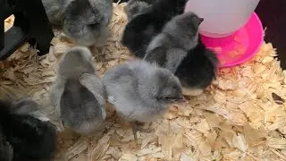 Our New AMERICAN BRESSE Chicks 🐣 Are Here chicks 🐥